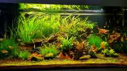 aquarium-von-comander-wild-nature-2-0_18.08.2024