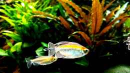 aquarium-von-comander-wild-nature-2-0_Blauer Kongosalmer ♂/♀