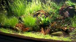 aquarium-von-comander-wild-nature-2-0_Wild Nature 2.0