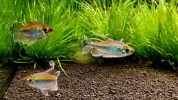 aquarium-von-comander-wild-nature-2-0_Blaue Kongosalmer