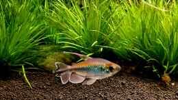 aquarium-von-comander-wild-nature-2-0_Blauer Kongosalmer