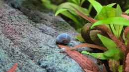 aquarium-von-laura-juwel-rio-125_Posthornschnecke