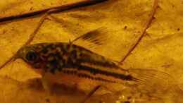 aquarium-von-niro-rio-napo-flussufer_Corydoras napoensis