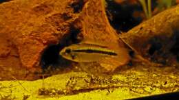 Apistogramma bitaeniata 