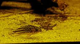 Corydoras napoensis 