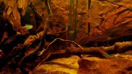 aquarium-von-niro-rio-napo-flussufer_Vallisneria spiralis 