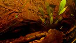 aquarium-von-niro-rio-napo-flussufer_Echinodorus latifolius 