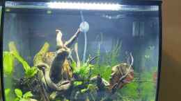 aquarium-von-hotu-flex_Besatz