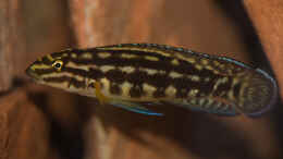 aquarium-von-fotto-uebergangszone_Julidochromis marlieri