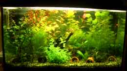 aquarium-von-kieran-becken-7626_