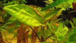 aquarium-von-stephan-schulz-becken-7633_Cryptocoryne pontederifolia