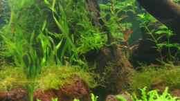 aquarium-von-silvia-becken-7665-nur-noch-als-beispiel_Pogostemon Helferi