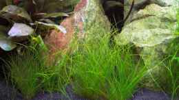 aquarium-von-olaf-d--becken-7679_Eleocharis parvula, Cryptocoryne wendtii Tropica hinten li