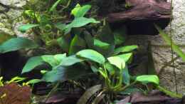 aquarium-von-olaf-d--becken-7679_Anubias barteri nana