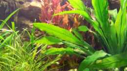 aquarium-von-silke-lebendiges-bild_05/2012