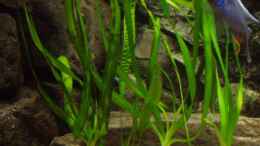 aquarium-von-baresi-becken-7709_Crinum thaianum und kleine Cryptocoryne aponogetifolia