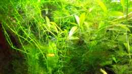 aquarium-von-inz-becken-7720_