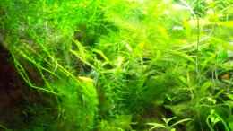 aquarium-von-inz-becken-7720_