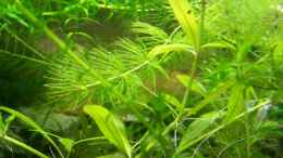 aquarium-von-inz-becken-7720_