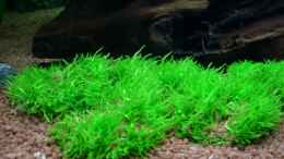 aquarium-von-marc-becken-7721_Utricularia graminifolia