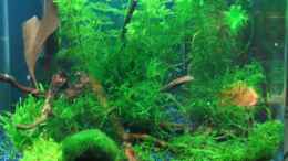 aquarium-von-karnik-becken-7745_