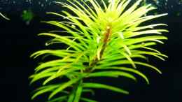 aquarium-von-redcherry-becken-7763_Ludwigia inclinata verticillata cuba 