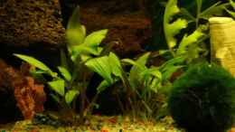 aquarium-von-falk-wilder-fluss-aufgeloest_Cryptocoryne undulata und Mooskugel