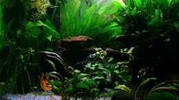 aquarium-von-falk-wilder-fluss-aufgeloest_Linke Seite