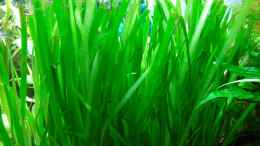 aquarium-von-aquarienfreund44-becken-7783_Vallisneria