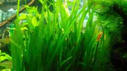 aquarium-von-aquarienfreund44-becken-7783_Vallisneria 02.03.08