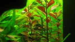 aquarium-von-aquarienfreund44-becken-7783_Ludwiga Repens