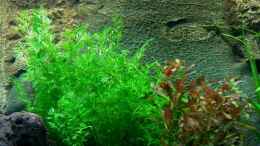 aquarium-von-mgrafix-becken-7803_Ludwigia repens als Kontrast zum Farn!