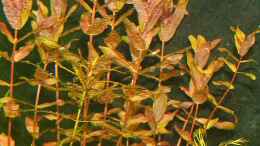 aquarium-von-speedcats-becken-7804_Rotala macrandra