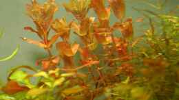 aquarium-von-speedcats-becken-7804_Rotala macrandra