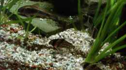 Foto mit Corydoras Schwarzii & Corydoras aeneus