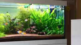 aquarium-von-schmausi-little-dream_rechts Stand 26,05.2013