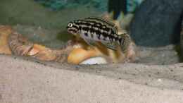 aquarium-von-oliver-vieth-becken-788_Julidochromis marlieri 