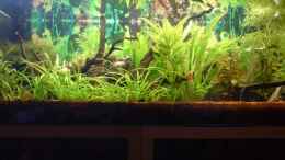 aquarium-von-unterwasser-bigbrother-becken-7912_Ordentlicher wuchs ;)