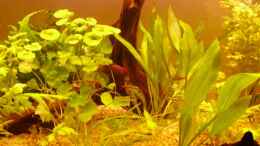 aquarium-von-leip1-becken-7950_