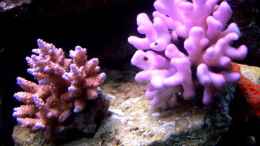 aquarium-von-lars-leonhardt-becken-7965_Acropora und Sthylopora