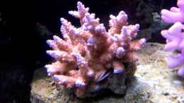 aquarium-von-lars-leonhardt-becken-7965_Acropora macrostoma