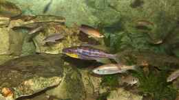 aquarium-von-yigit-nur-becken-798_Benthochromis Tricoti mit Weibchen