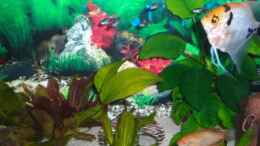 aquarium-von-ungerchen-becken-8011_