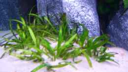 aquarium-von-michael-j--becken-8045_Sagittaria platyphylla