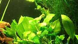 aquarium-von-melanie-becken-8053-nur-noch-als-beispiel_Anubias