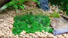 aquarium-von-aquarienfreund44-becken-8056_Minipeliamoos