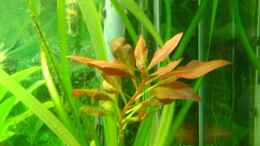 aquarium-von-franz-wueest-nur-noch-beispiel_Alternanthera reineckii `rot`