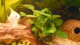 aquarium-von-dennis-becken-8087_Skalar vor Anubias