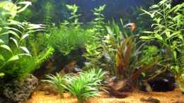 aquarium-von-chrisw-becken-8133_