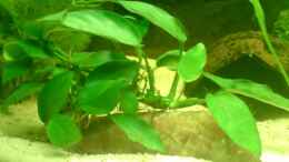 aquarium-von-aquariumfan93-becken-8143_Anubias barteri var nana